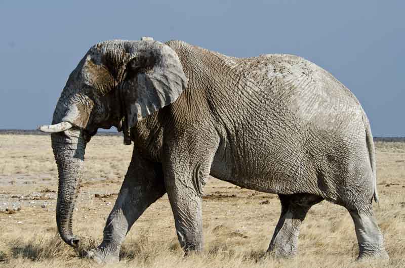 72 - Namibia - elefantes en el barro - parque nacional de Etosha
